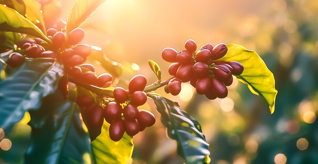 A Coffee Connoisseur's Guide to Bean Types and Preparation